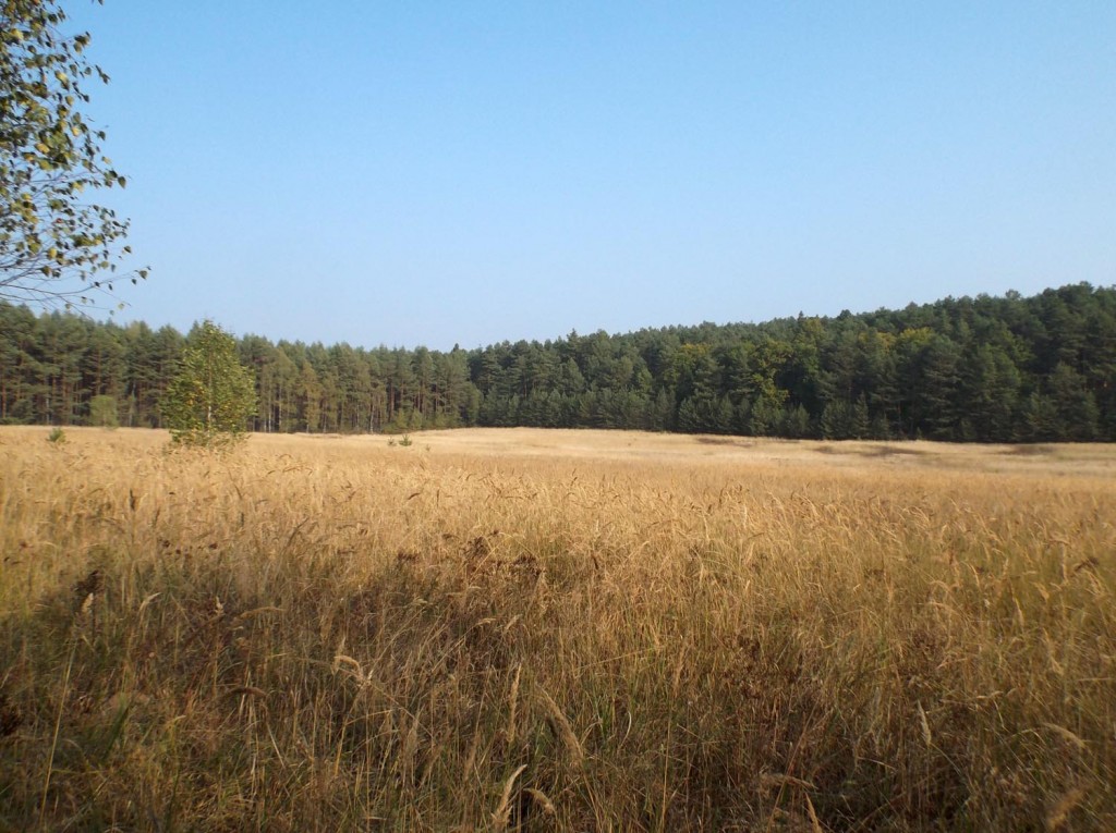 Osada Pąchy - działki na sprzedaż w zachodniej Wielkopolsce