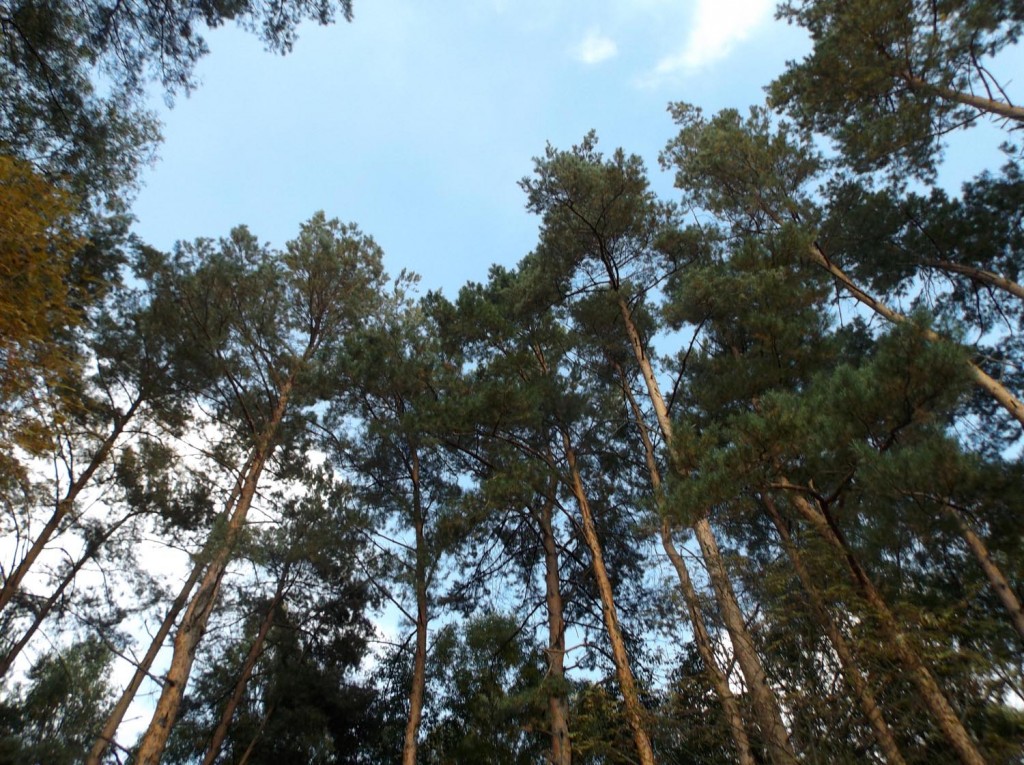 Osada Pąchy - działki na sprzedaż w zachodniej Wielkopolsce