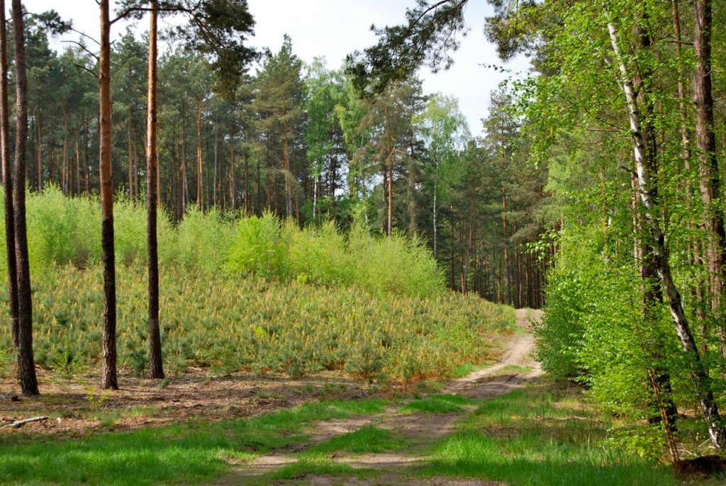 Osada Pąchy - działki na sprzedaż w zachodniej Wielkopolsce